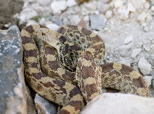 stonewall texas bullsnake