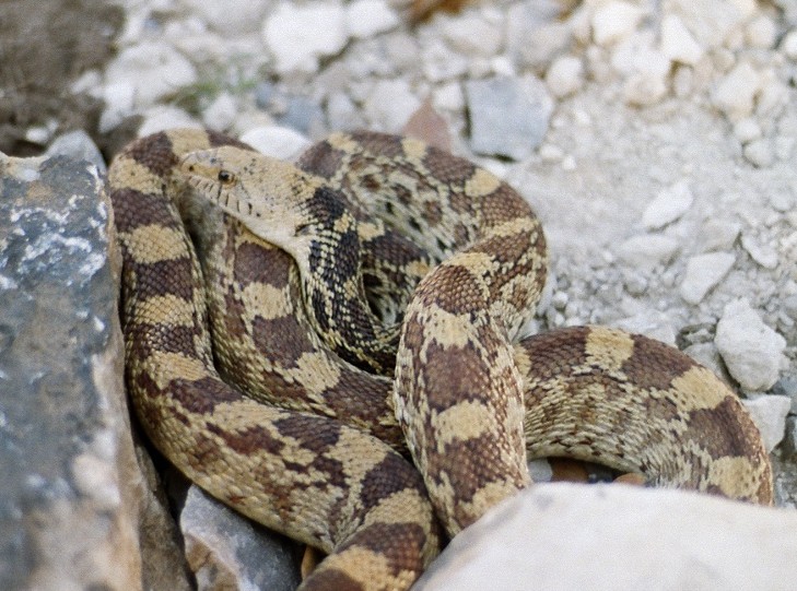 stonewall texas bullsnake
