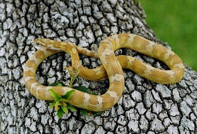 golddust motley 05 female