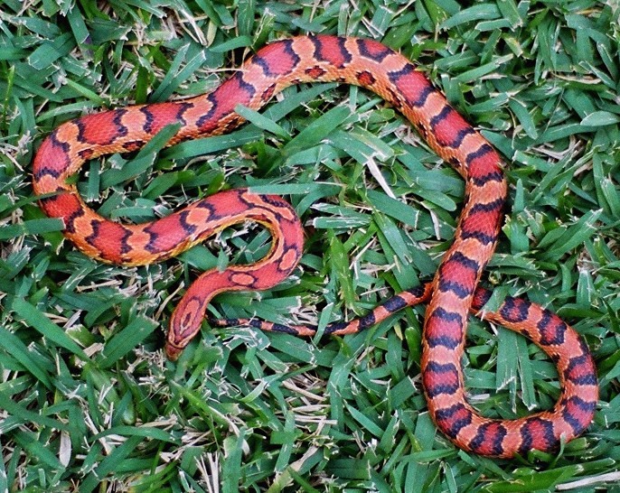 Doug Kranich male Okeetee