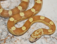 Joe Pierce' 05 golddust motley