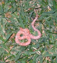 06 male hypo lav motley