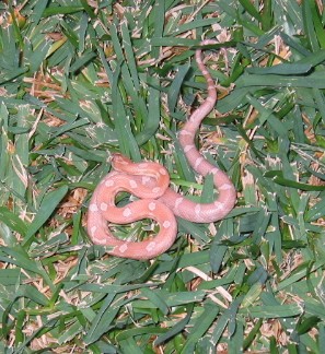 06 male hypo lav motley
