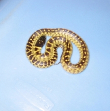 really nice high yellow het hypo splendida
