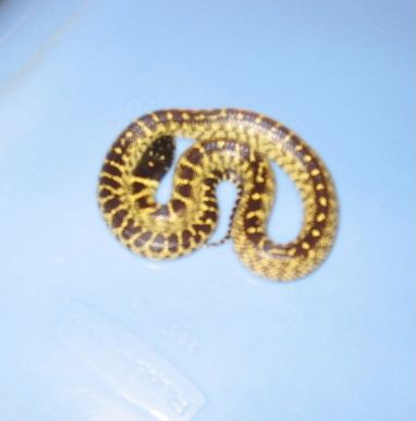 really nice high yellow het hypo splendida