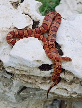 05 Okeetee female