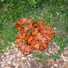 Male Okeetee breeder corn