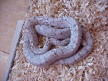 ghost motley corn - original pic
