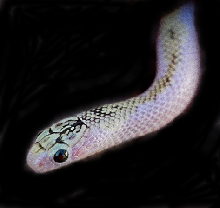 Male whiteside speckled king