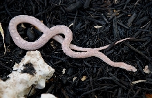 07 hypo lavender motley male