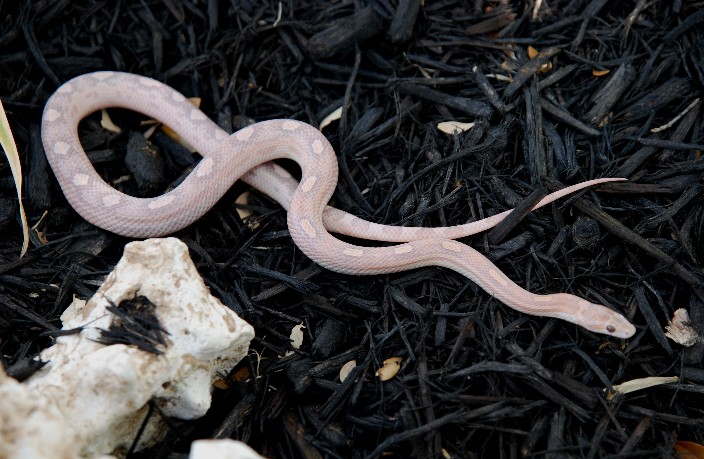 07 hypo lavender motley male