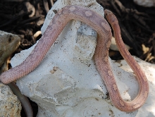 07 hypo lavender motley male