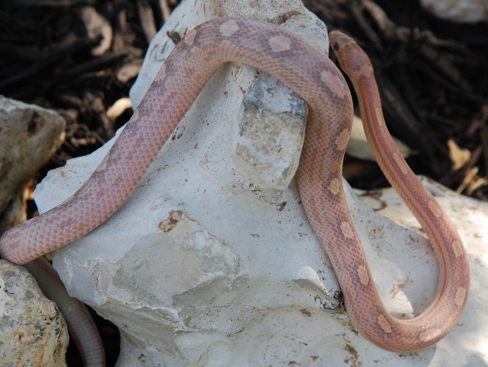 07 hypo lavender motley male