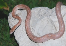 07 female hypo lavender motley