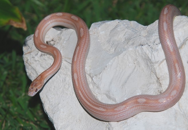 07 female hypo lavender motley
