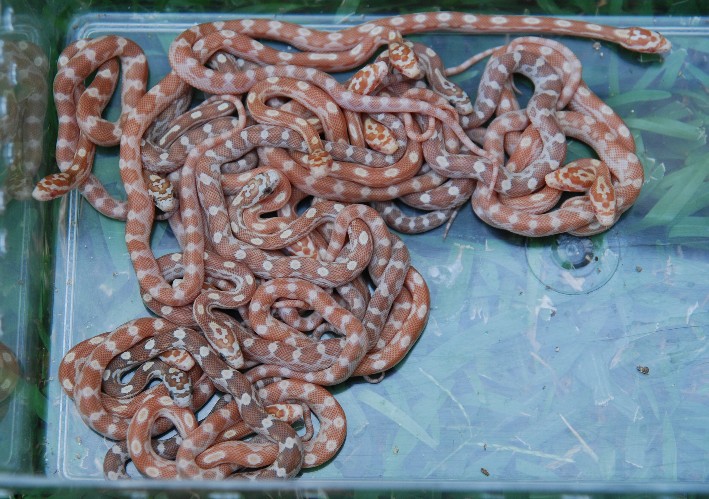 hatchling golddust and butter motleys, all with perfect patterns