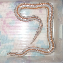 whitewatermale?hypo