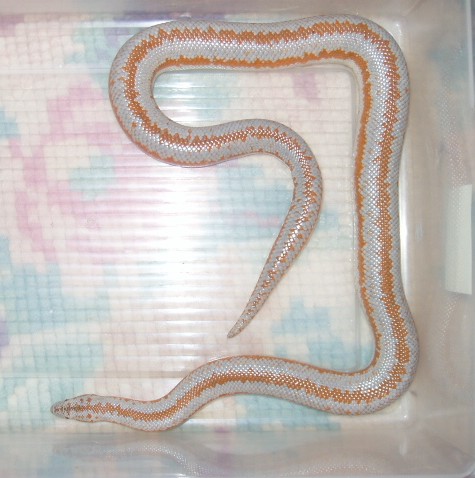 whitewatermale?hypo