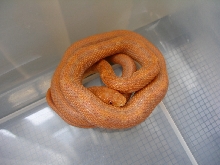 Hypo Everglades at 5 months