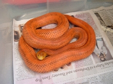 Everglades Rat