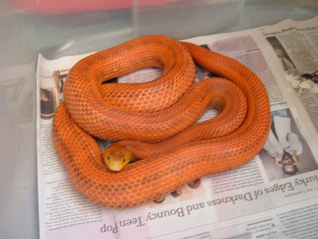 Everglades Rat