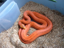 Hypo Everglades?