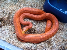 Future mate to hypo male on right
