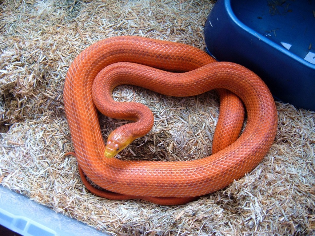 Future mate to hypo male on right