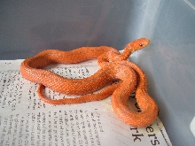 Hypo Everglades at 7 months