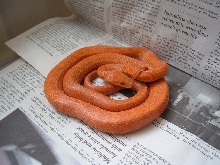 Hypo Everglades at 10 months