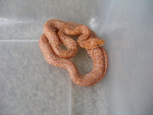 Hypo Everglades at 3 months