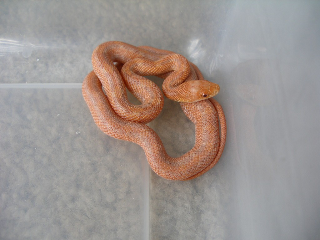 Hypo Everglades at 3 months