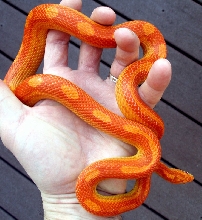 Killer Sunglow Motley