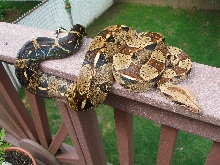Normal BCI