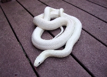 Freshly shed and sparkling white