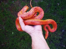 Sunglow Motley