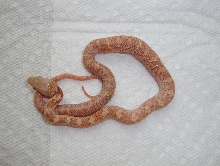Hypo Everglades (1 month old)