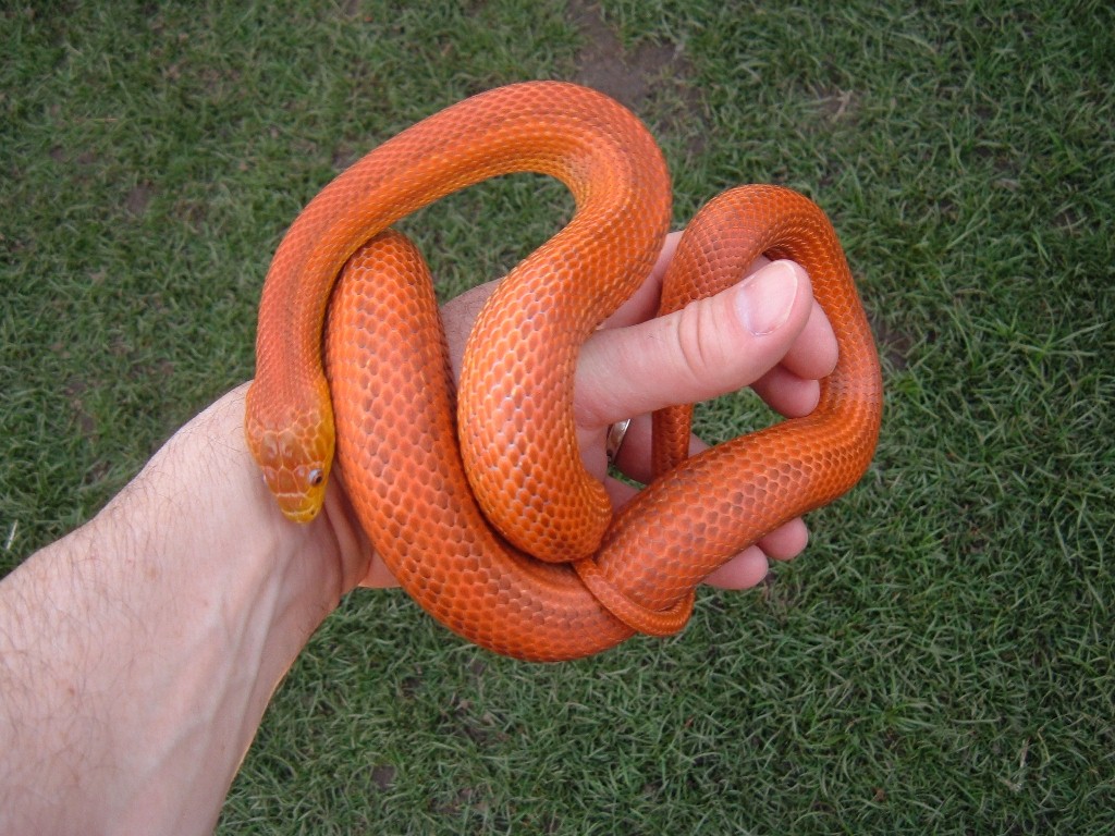 Everglades 2008