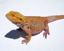 Sandfire x Bloodred