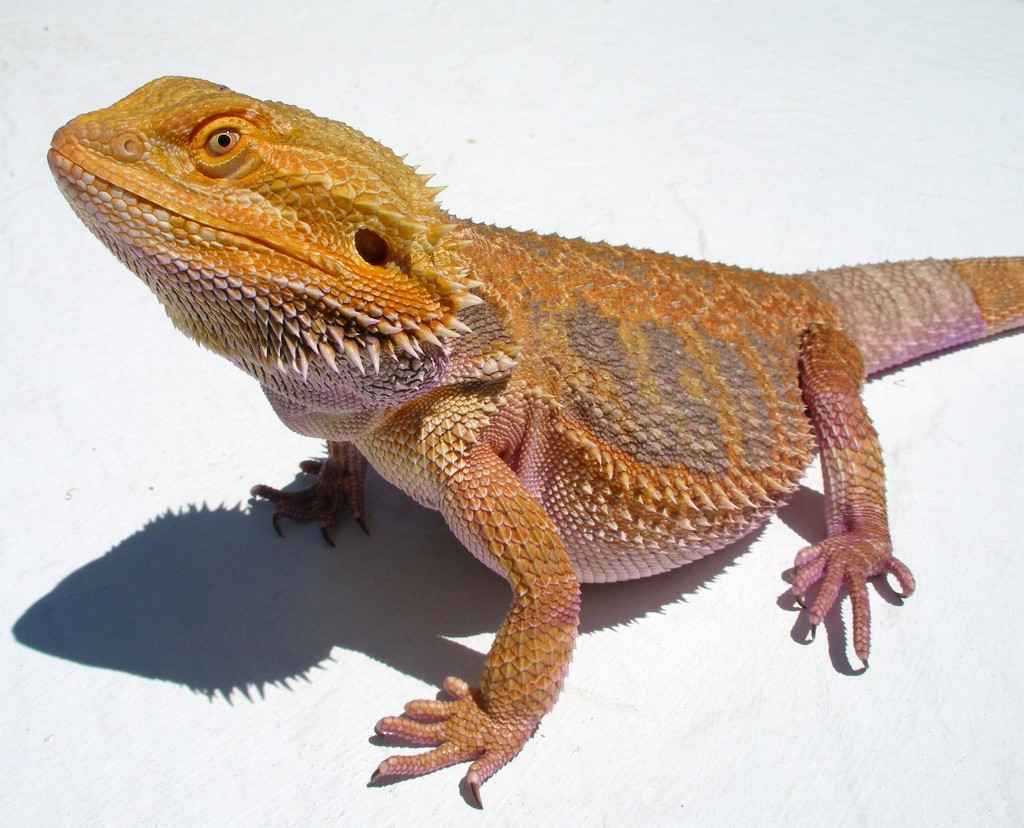 Sandfire x Bloodred