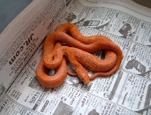 Hypo Everglades