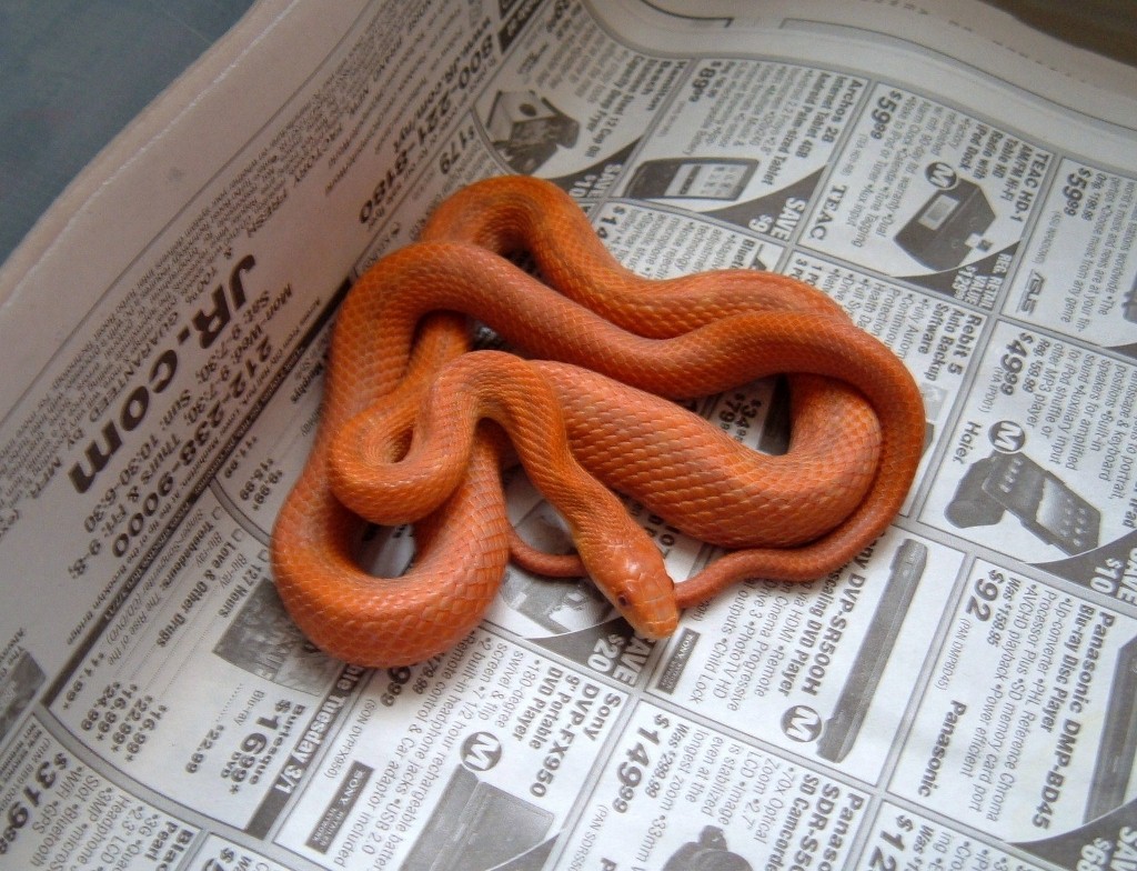 Hypo Everglades