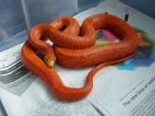 Hypo Everglades