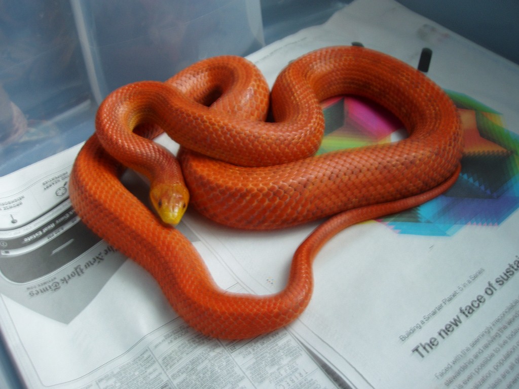 Hypo Everglades