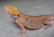 Sandfire x Bloodred