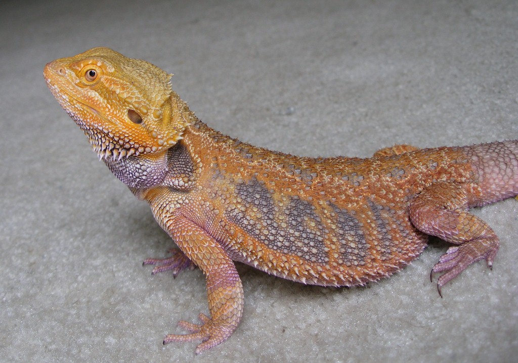 Sandfire x Bloodred