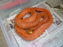 Orange Everglades Rat Snake