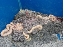 2-11-2010 boa litter