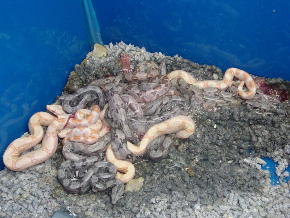 2-11-2010 boa litter