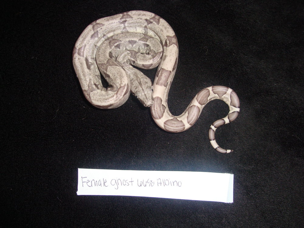 FEMALE GHOST 66% HET ALBINO
